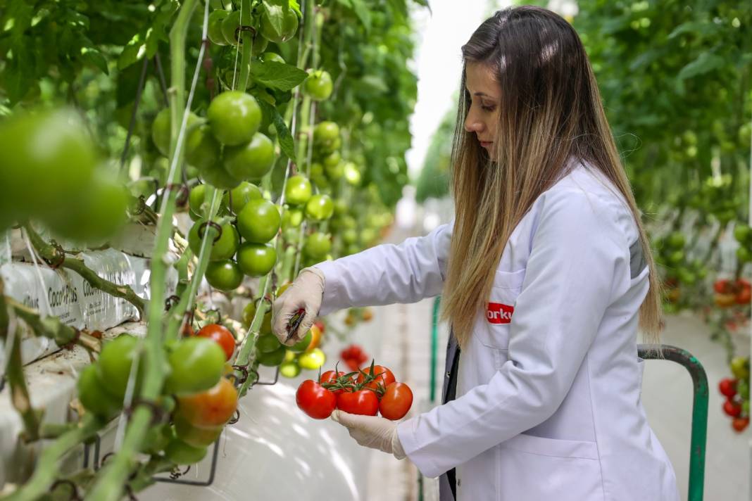 Çürük buharla Konya'da 1600 ton üretiliyor: Yabancı alıcı kapış kapış kaçırmıyor 6